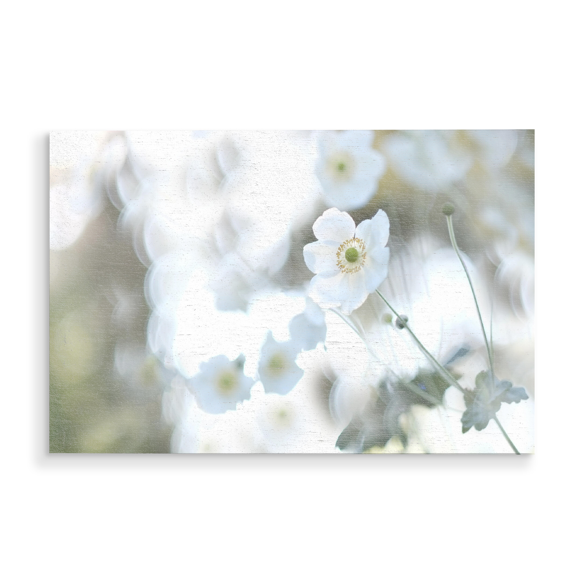 Holzbild "Herbsttraum" artboxONE - Natur,Floral - Herbst,Herbststimmung,Herbstfarben,Blüte,Pflanze nahaufnahme,Flowers,Blumen,Plants,Pflanzen