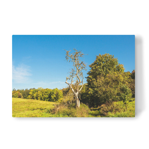 Leinwandbild "Gras, Bäume und Weg" artboxONE - Natur,Reise