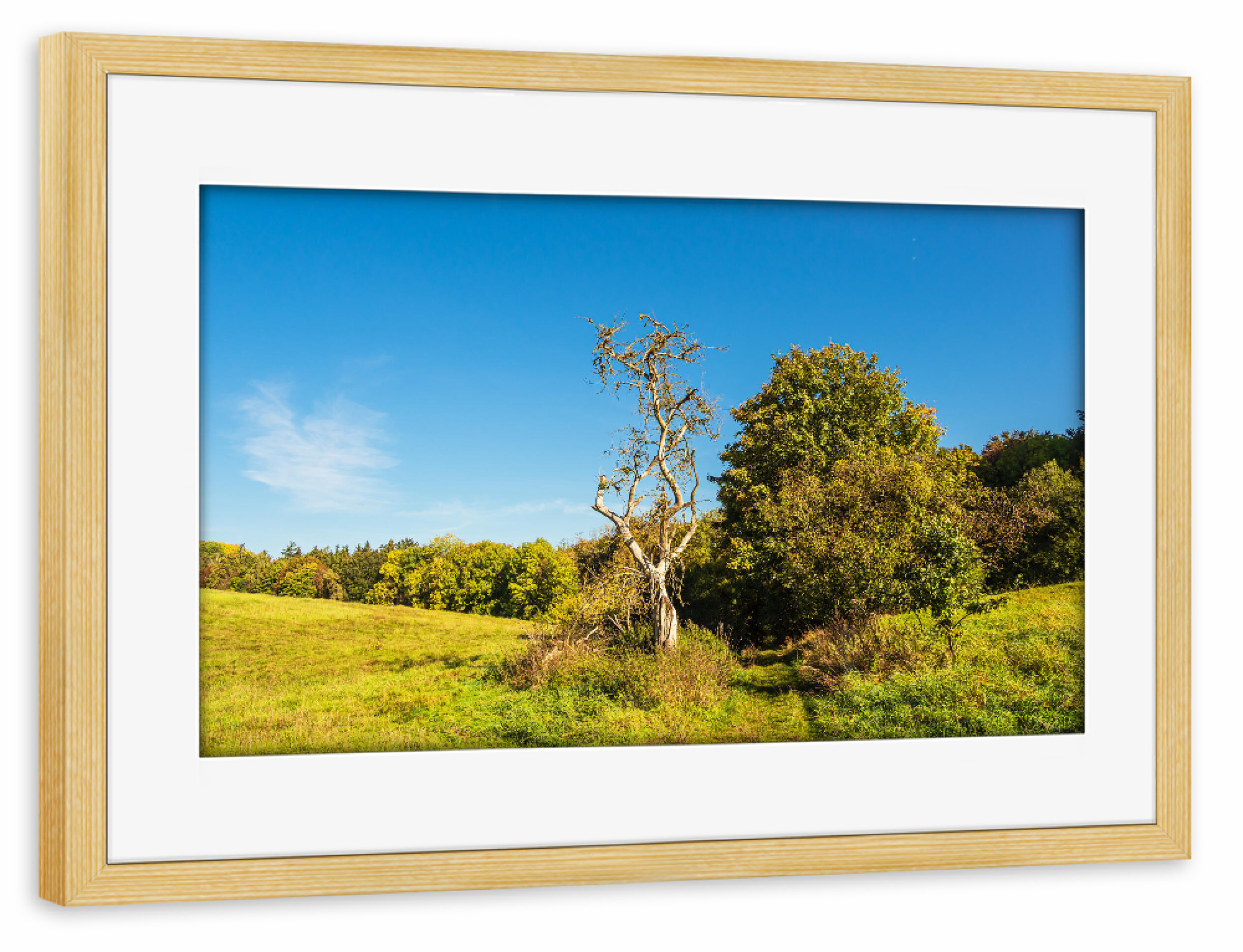 Poster mit Rahmen kiefer "Gras, Bäume und Weg" artboxONE - Natur,Reise