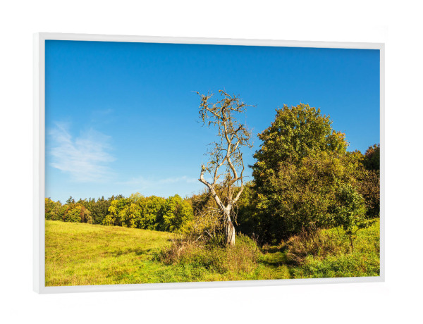 Poster mit weißem Rahmen "Gras, Bäume und Weg" artboxONE - Natur,Reise