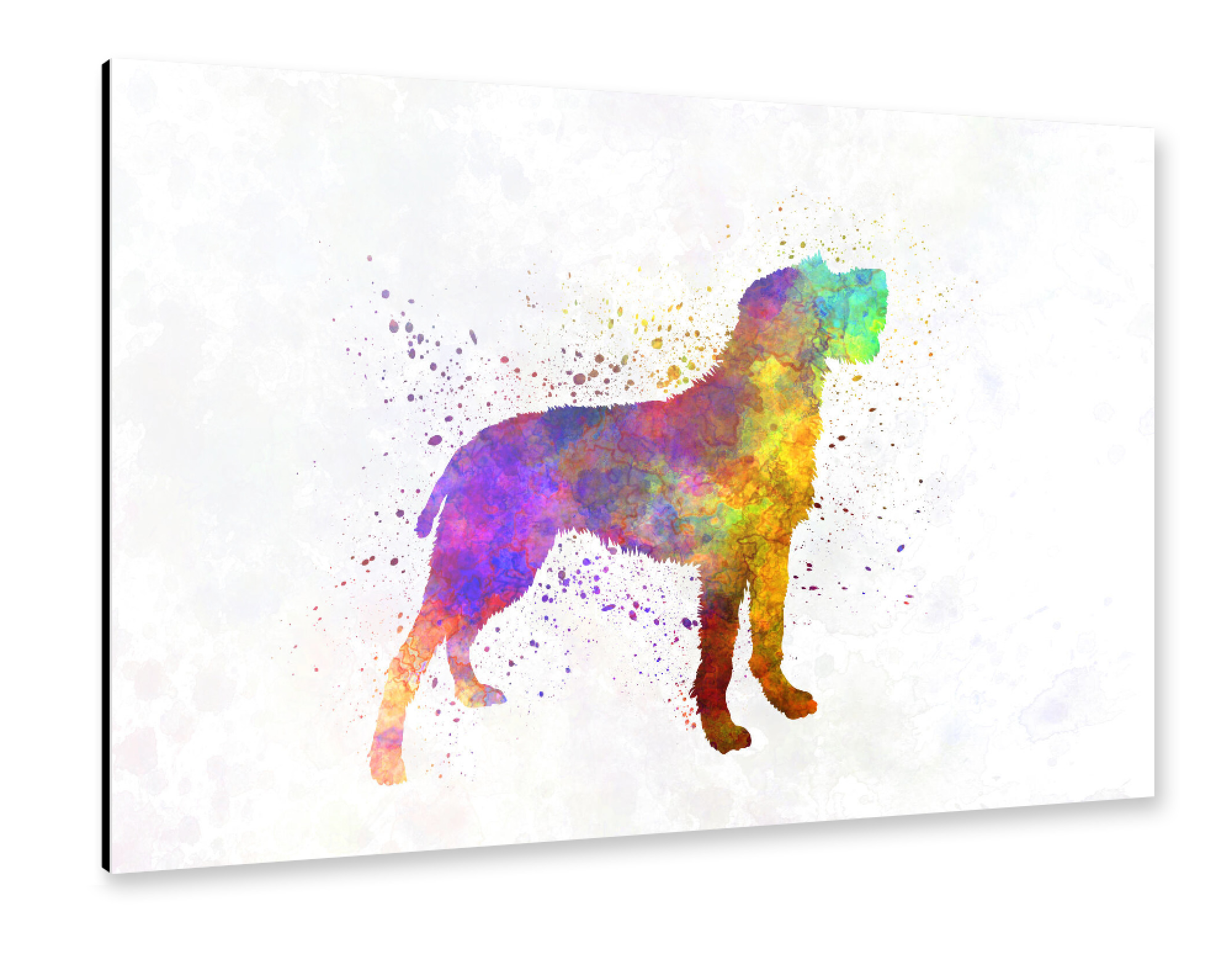 Alu-Dibond "Bohemian Wirehaired Pointing" 75x50 cm artboxONE
