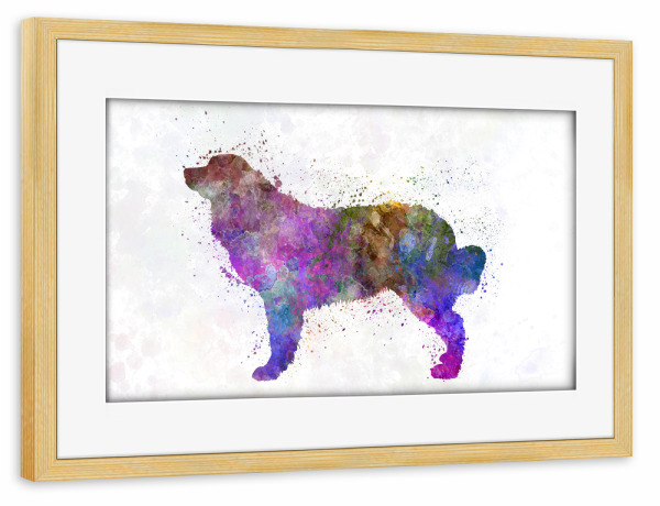 Poster mit Rahmen kiefer "Bernese mountain dog in watercolor" artboxONE - Tiere
