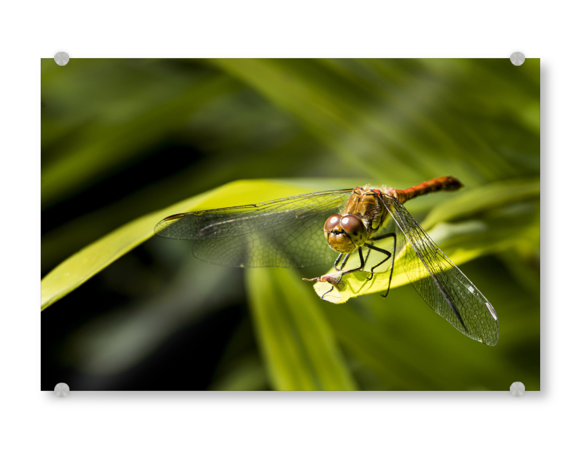 Acrylglasbild "Resting Dragonfly" artboxONE - Natur,Floral,Tiere