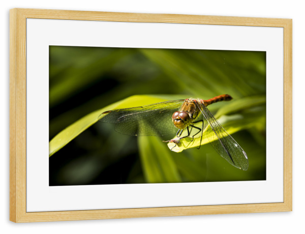 Poster mit Rahmen kiefer "Resting Dragonfly" artboxONE - Natur,Floral,Tiere