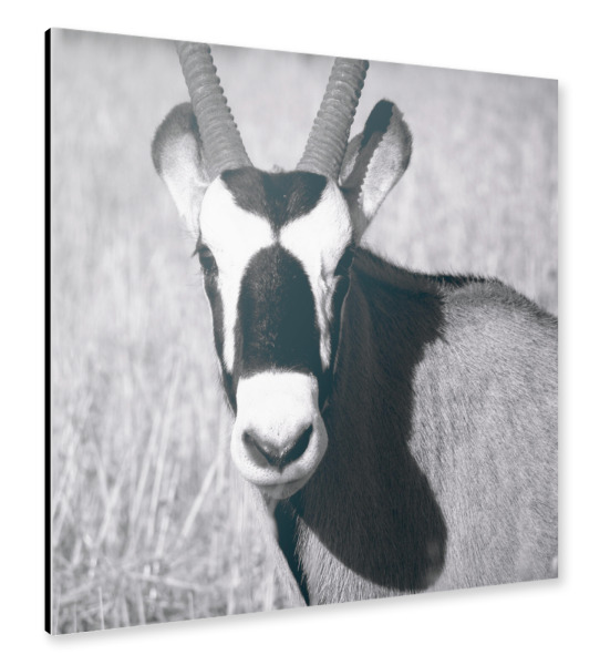 Alu-Dibond "Oryx schwarzweiß" 30x30 cm artboxONE
