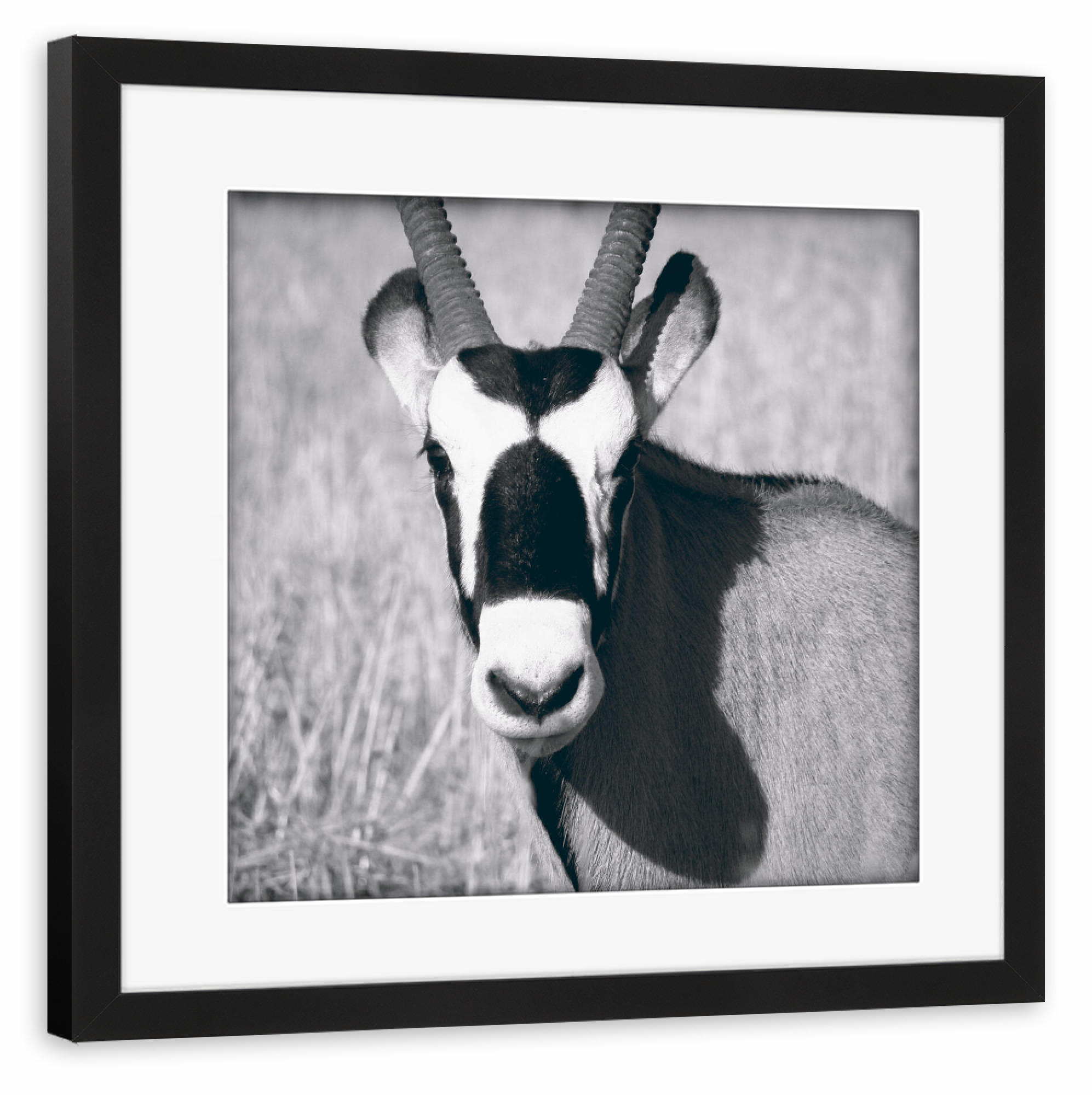 Poster mit Rahmen schwarz "Oryx schwarzweiß" artboxONE - Natur,Tiere