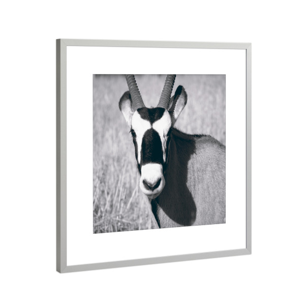 Poster mit Rahmen Silber "Oryx schwarzweiß" artboxONE - Natur,Tiere