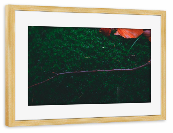Poster mit Rahmen kiefer "Moos mit Herbstblättern" artboxONE - Natur