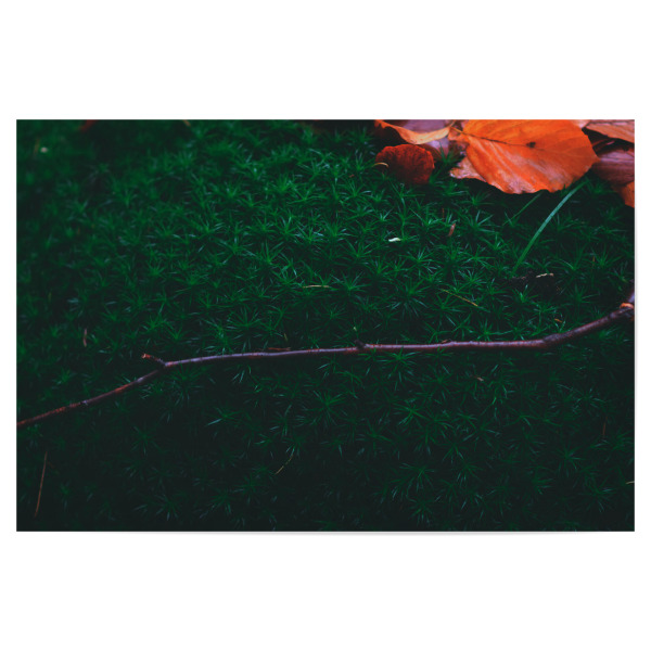 Poster 30x20 cm "Moos mit Herbstblättern" artboxONE - Natur
