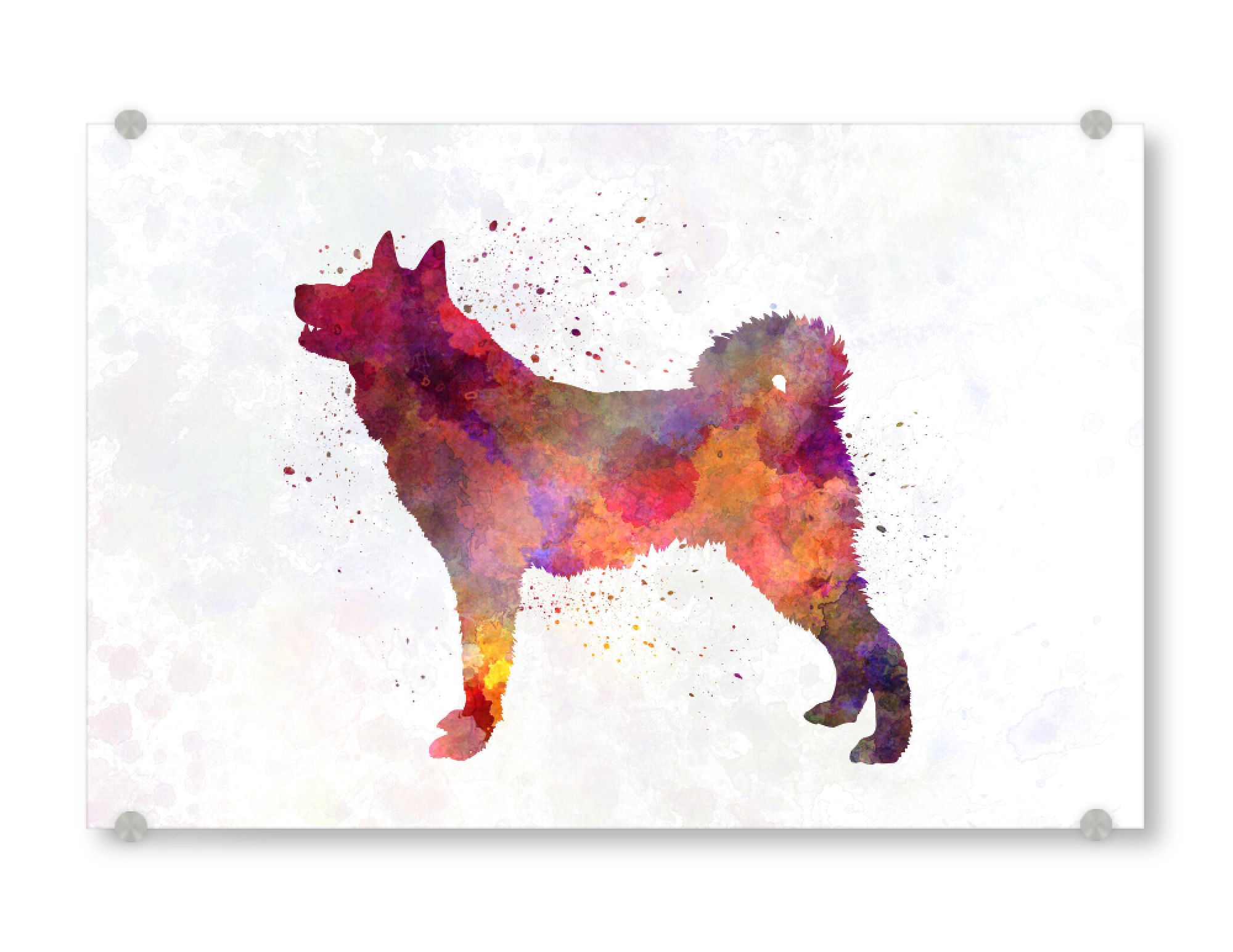 Acrylglasbild "Karelian Bear Dog in watercolor" artboxONE - Tiere,Abstrakt - Dog,Dogs,Pet,Animal,Mammal,Watercolor,Dog poster,Illustration,Abstract