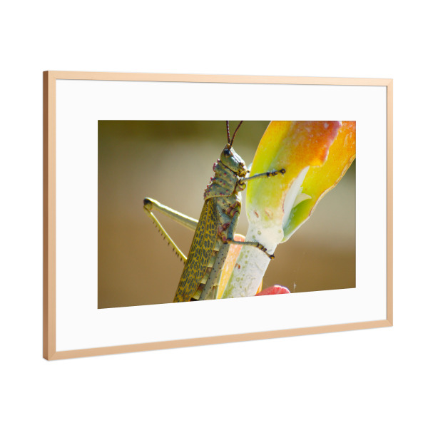 Poster mit Rahmen Kupfer "Grashüpfer" artboxONE - Natur,Tiere - Grashüpfer,Grille,Insekten,Insekt,Tiere,Close-up