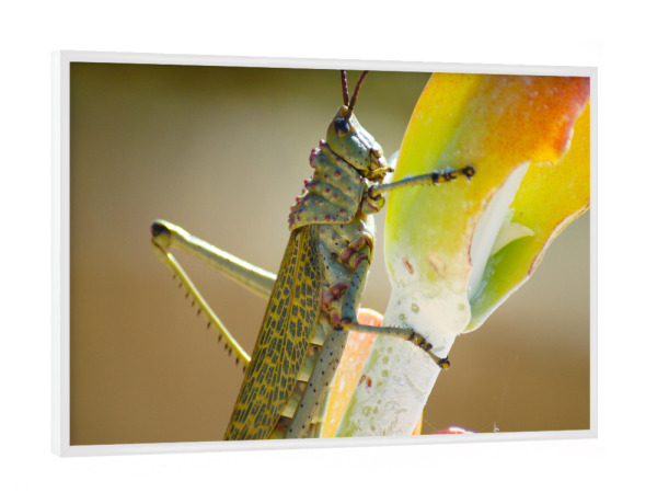 Poster mit weißem Rahmen "Grashüpfer" artboxONE - Natur,Tiere - Grashüpfer,Grille,Insekten,Insekt,Tiere,Close-up