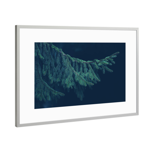 Poster mit Rahmen Silber "Grüner Nadelzweig" artboxONE - Natur