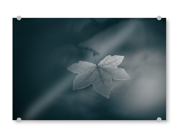 Acrylglasbild "Leaf Monochrome" artboxONE - Natur,Floral - Ahorn,Ahornblatt,Naturfoto,Naturfotografie,Einfarbig,Acer,Blatt,Bokeh,Unschärfe