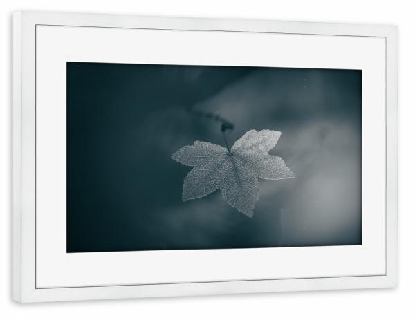 Poster mit Rahmen weiß "Leaf Monochrome" artboxONE - Natur,Floral - Ahorn,Ahornblatt,Naturfoto,Naturfotografie,Einfarbig,Acer,Blatt,Bokeh,Unschärfe