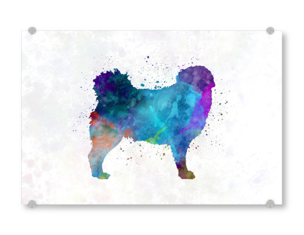 Acrylglasbild "Frisian Water Dog in watercolor" artboxONE - Tiere,Abstrakt - Dog,Dogs,Pet,Animal,Mammal,Watercolor,Dog poster,Illustration,Abstract