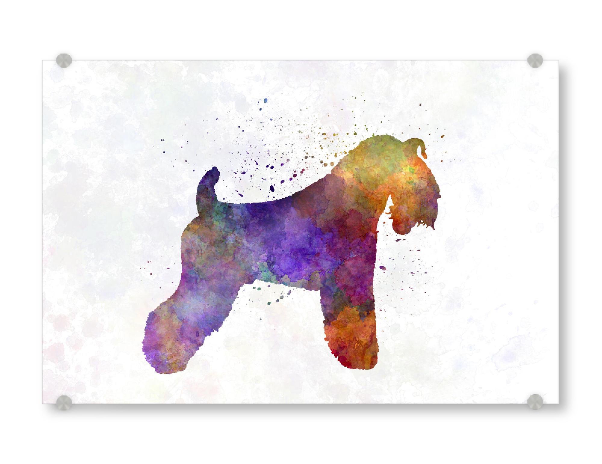 Acrylglasbild "Kerry Blue Terrier in watercolor" artboxONE - Tiere,Abstrakt - Dog,Dogs,Pet,Animal,Mammal,Watercolor,Dog poster,Illustration,Abstract