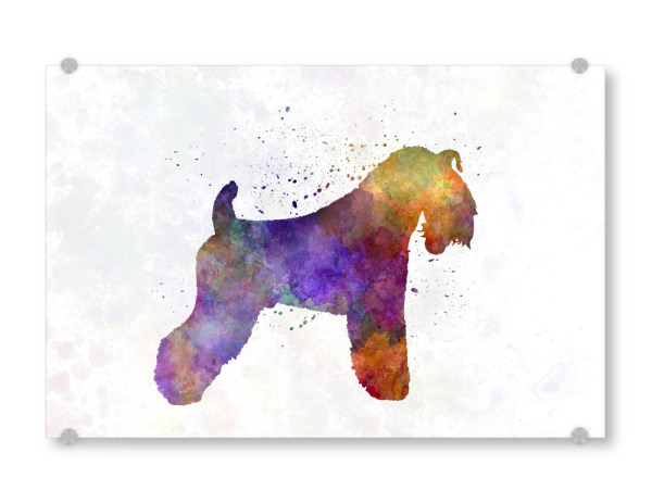 Acrylglasbild "Kerry Blue Terrier in watercolor" artboxONE - Tiere,Abstrakt - Dog,Dogs,Pet,Animal,Mammal,Watercolor,Dog poster,Illustration,Abstract