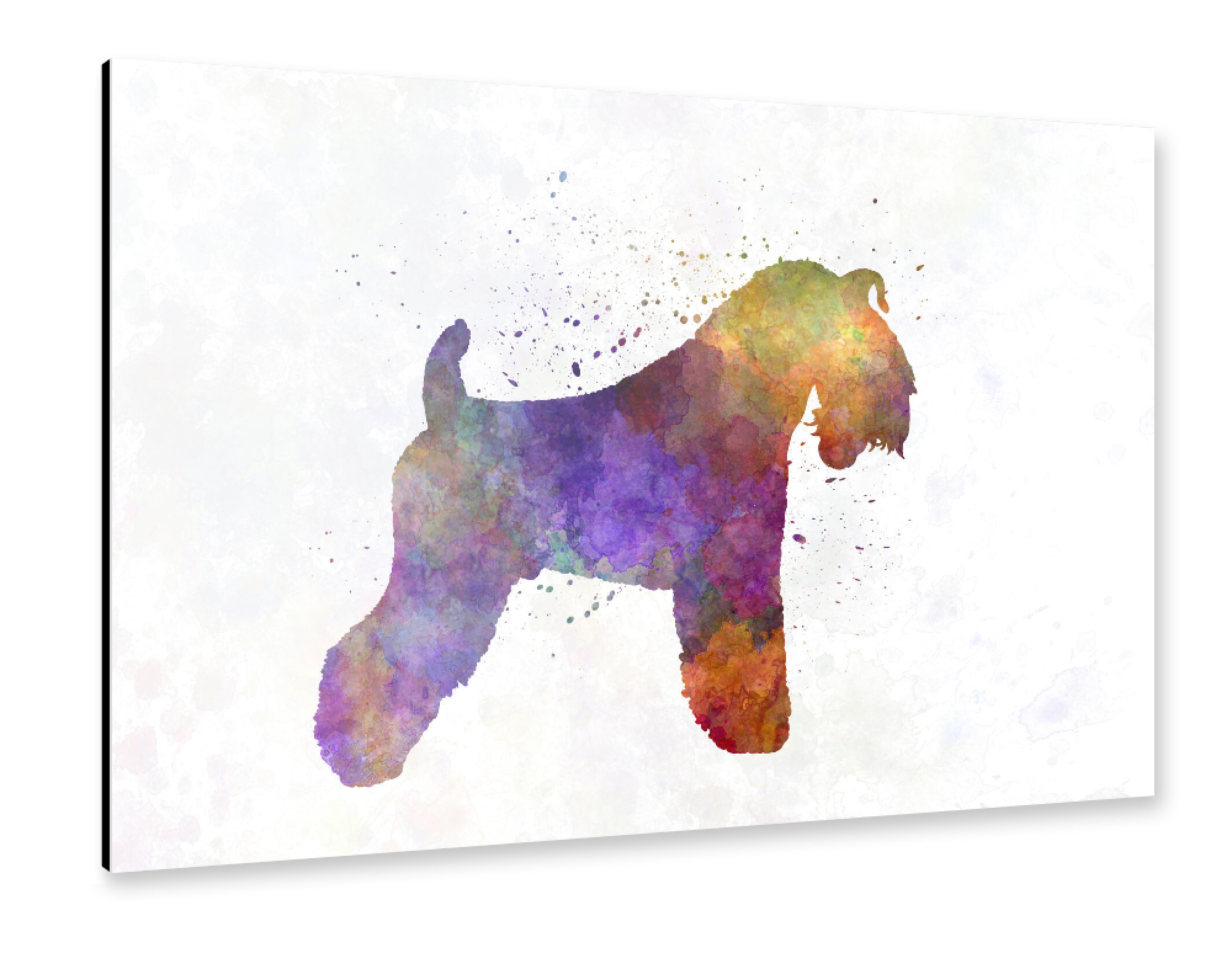 Alu-Dibond "Kerry Blue Terrier in watercolor" 30x20 cm artboxONE