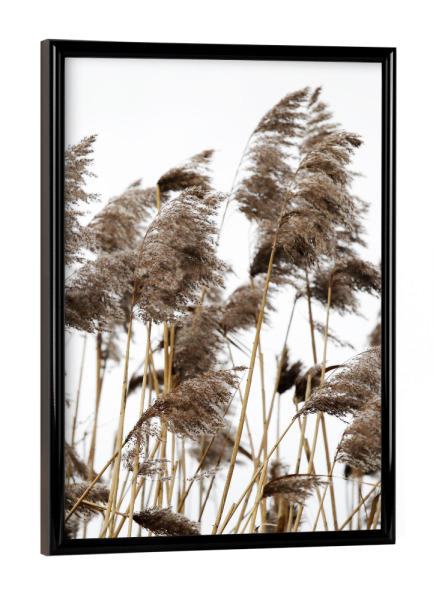Poster mit schwarzem Rahmen "Pampas Gras, helle Naturtöne" artboxONE - Natur,Floral,Abstrakt