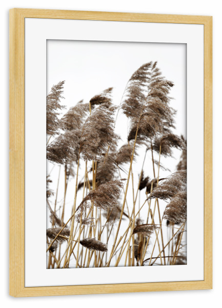 Poster mit Rahmen kiefer "Pampas Gras, helle Naturtöne" artboxONE - Natur,Floral,Abstrakt