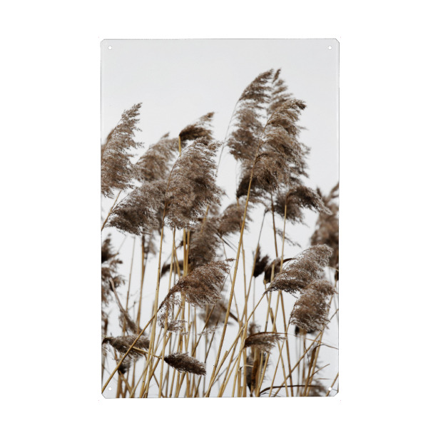 Metall Poster "Pampas Gras, helle Naturtöne" artboxONE - Natur,Floral,Abstrakt