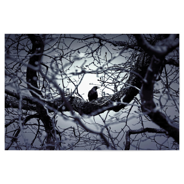 Poster 30x20 cm "Schwarze Krähe, Tier Fotografie" artboxONE - Natur,Tiere,Schwarzweiß,Fiktion