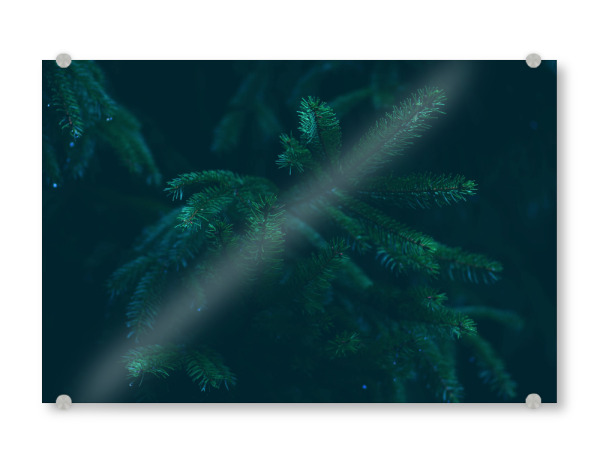 Acrylglasbild "Nadelzweige" artboxONE - Natur