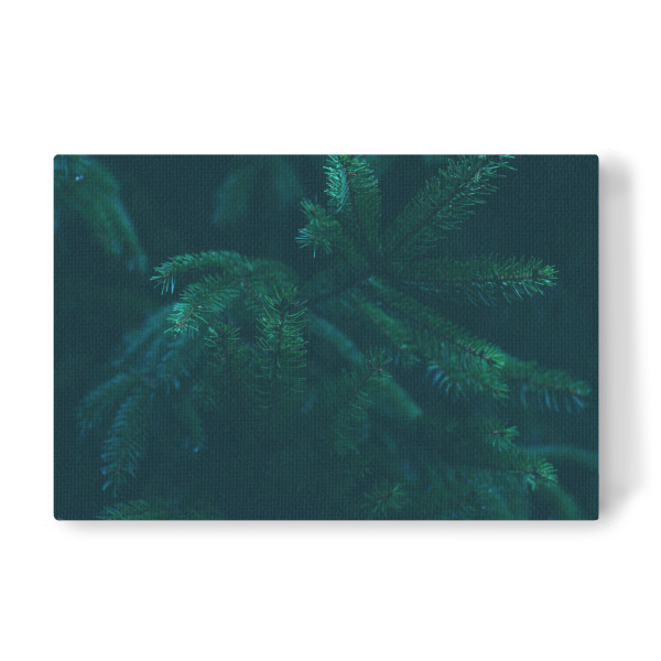 Leinwandbild "Nadelzweige" artboxONE - Natur