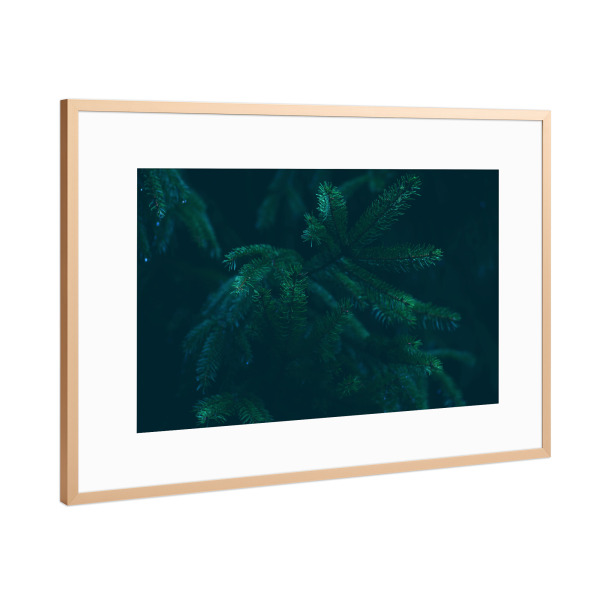 Poster mit Rahmen Kupfer "Nadelzweige" artboxONE - Natur