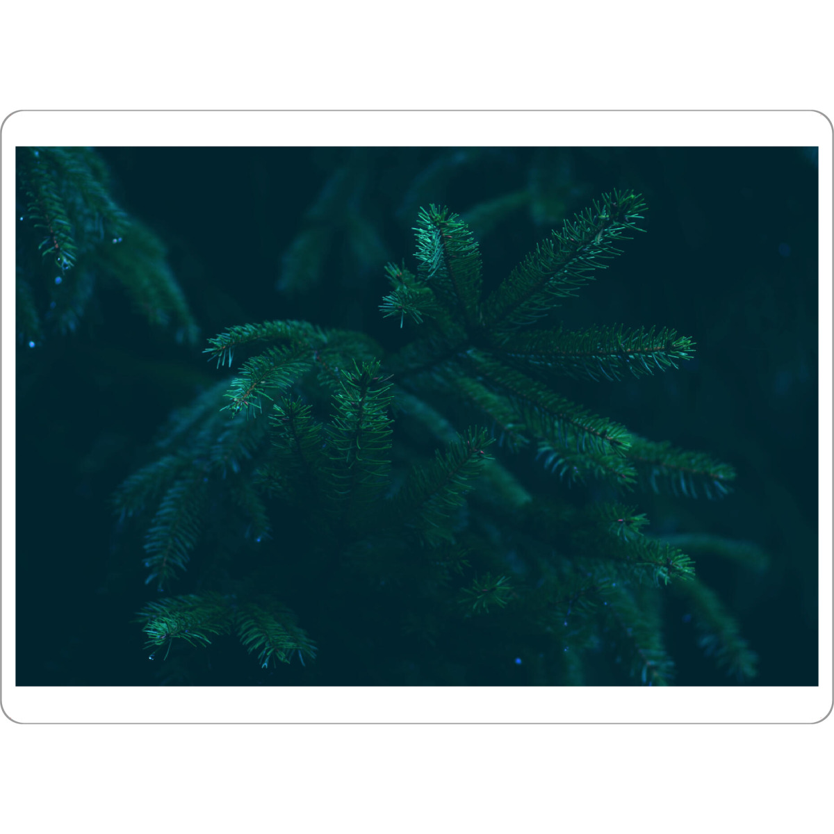 Tischset "Nadelzweige" artboxONE - Natur