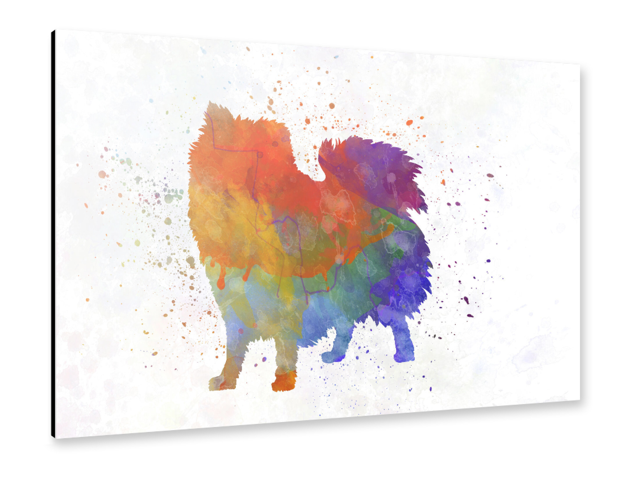 Alu-Dibond "Italian Volpino in watercolor" 30x20 cm artboxONE