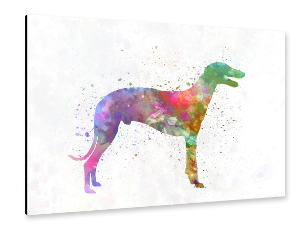 Alu-Dibond "Greyhound in watercolor" 30x20 cm artboxONE