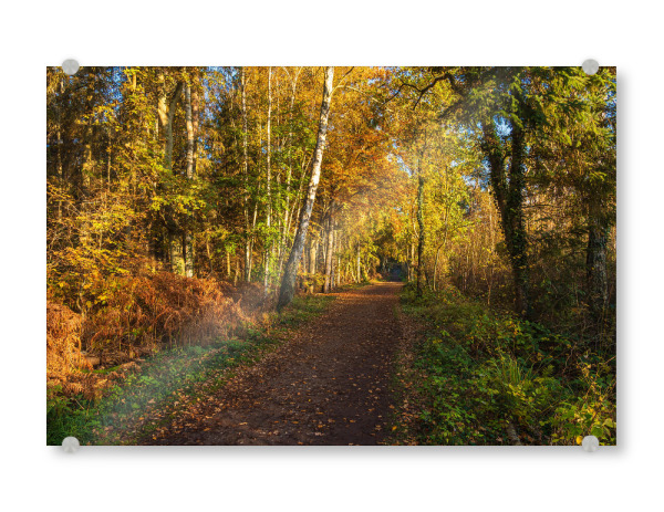 Acrylglasbild "Weg im herbstlichen Wald" artboxONE - Natur,Reise