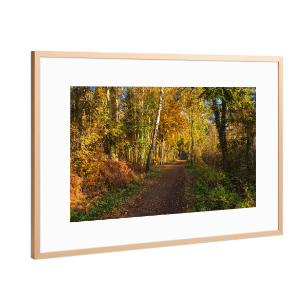 Poster mit Rahmen Kupfer "Weg im herbstlichen Wald" artboxONE - Natur,Reise