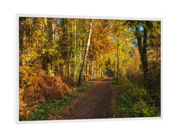 Poster mit weißem Rahmen "Weg im herbstlichen Wald" artboxONE - Natur,Reise