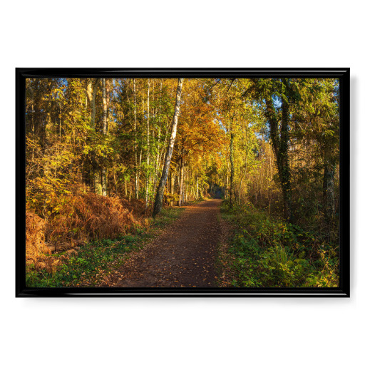 Weg im herbstlichen Wald