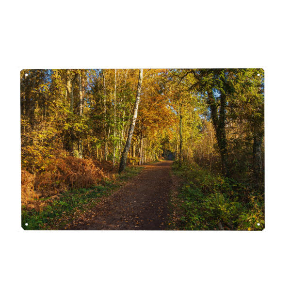 Holzbild "Weg im herbstlichen Wald" artboxONE - Natur,Reise