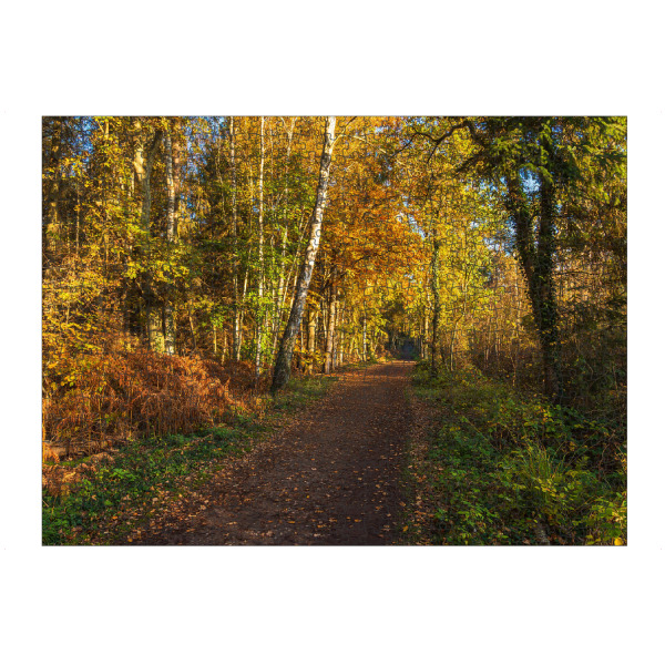 Puzzle Ravensburger "Weg im herbstlichen Wald" artboxONE - Natur,Reise