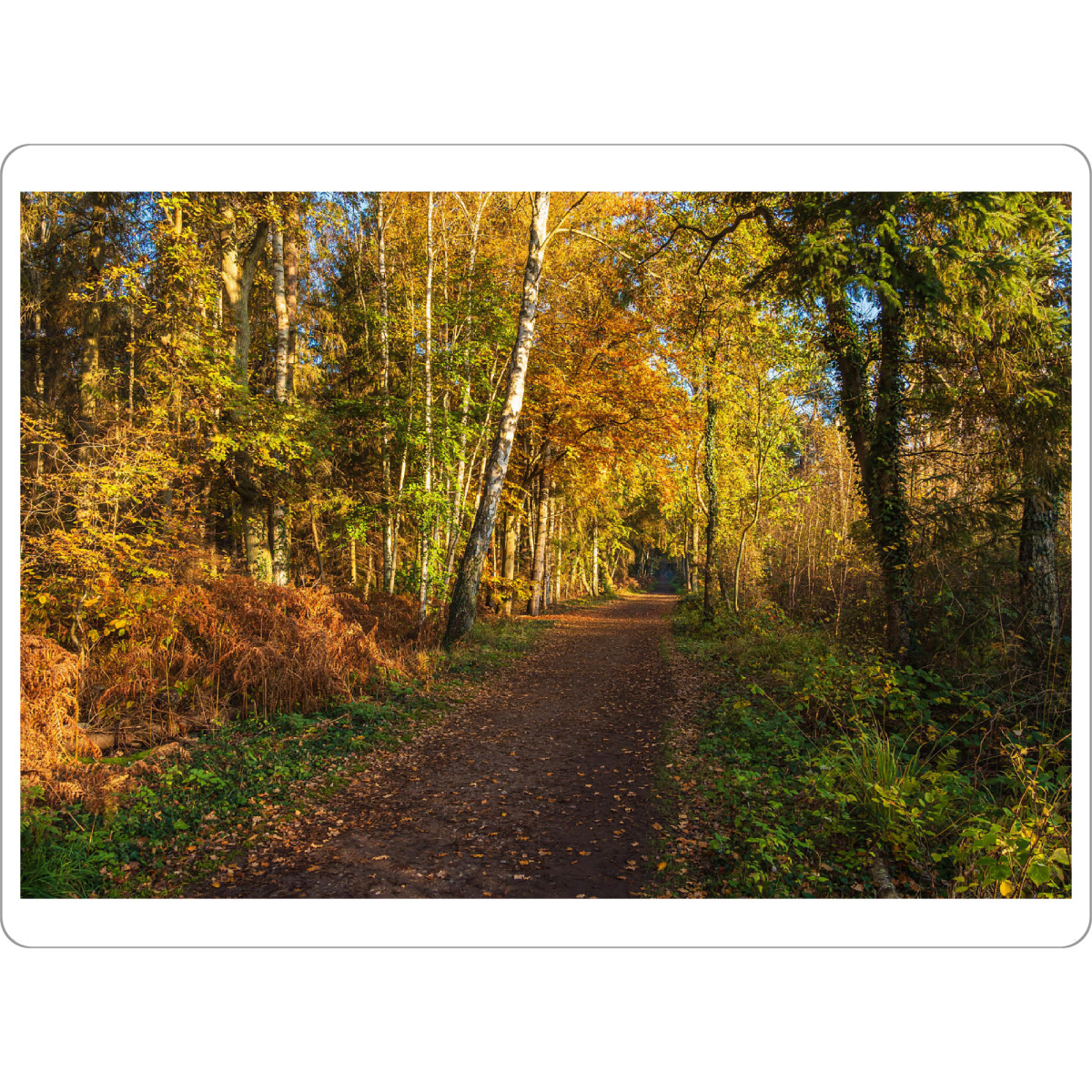 Tischset "Weg im herbstlichen Wald" artboxONE - Natur,Reise