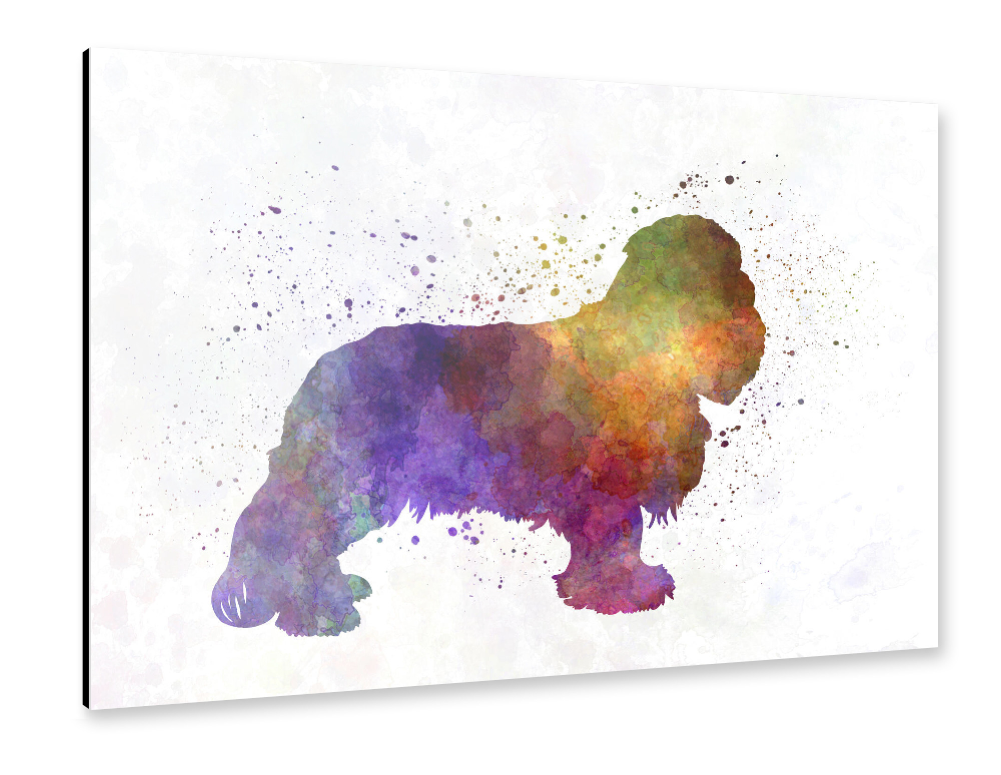Alu-Dibond "Cavalier King Charles Spaniel" 30x20 cm artboxONE
