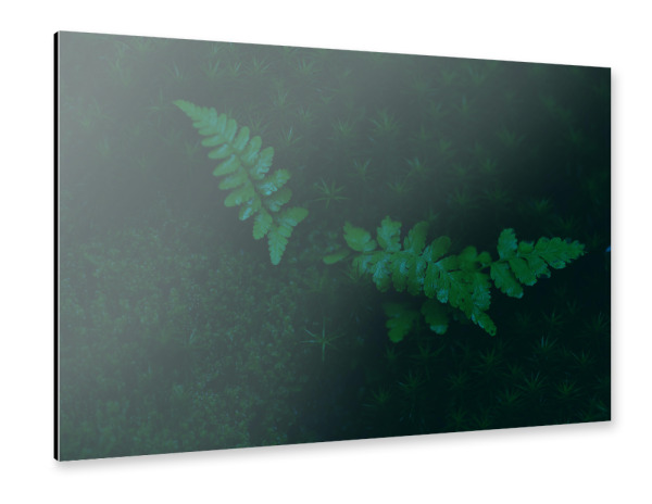 Alu-Dibond "Moosbett" 30x20 cm artboxONE