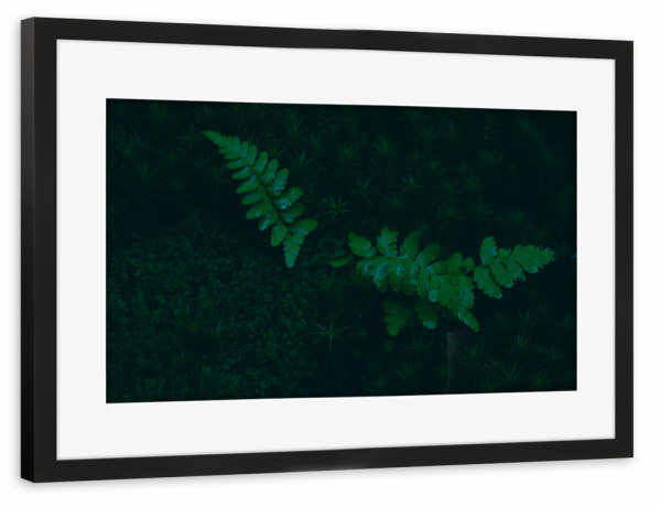 Poster mit Rahmen schwarz "Moosbett" artboxONE - Natur