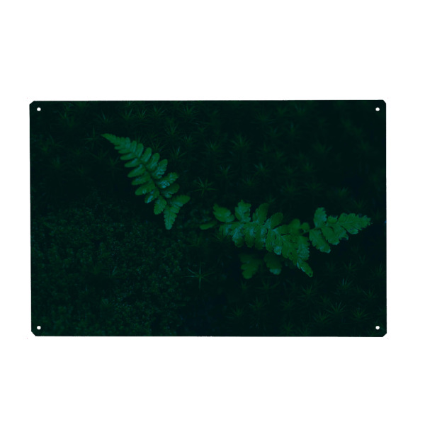 Metall Poster "Moosbett" artboxONE - Natur