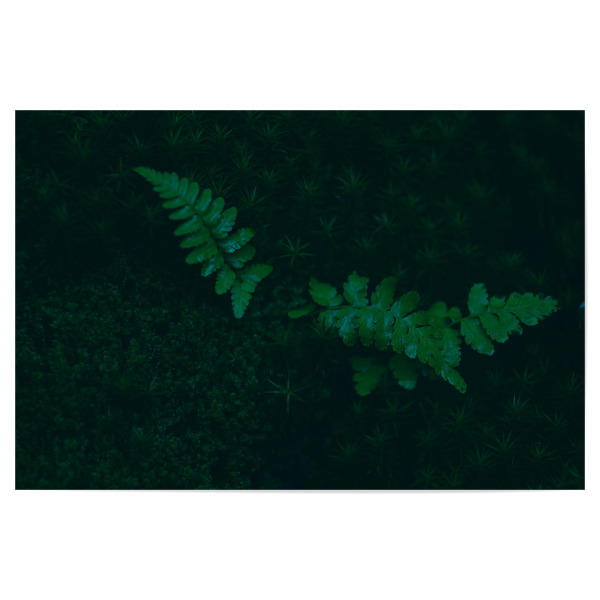 Poster "Moosbett" artboxONE - Natur