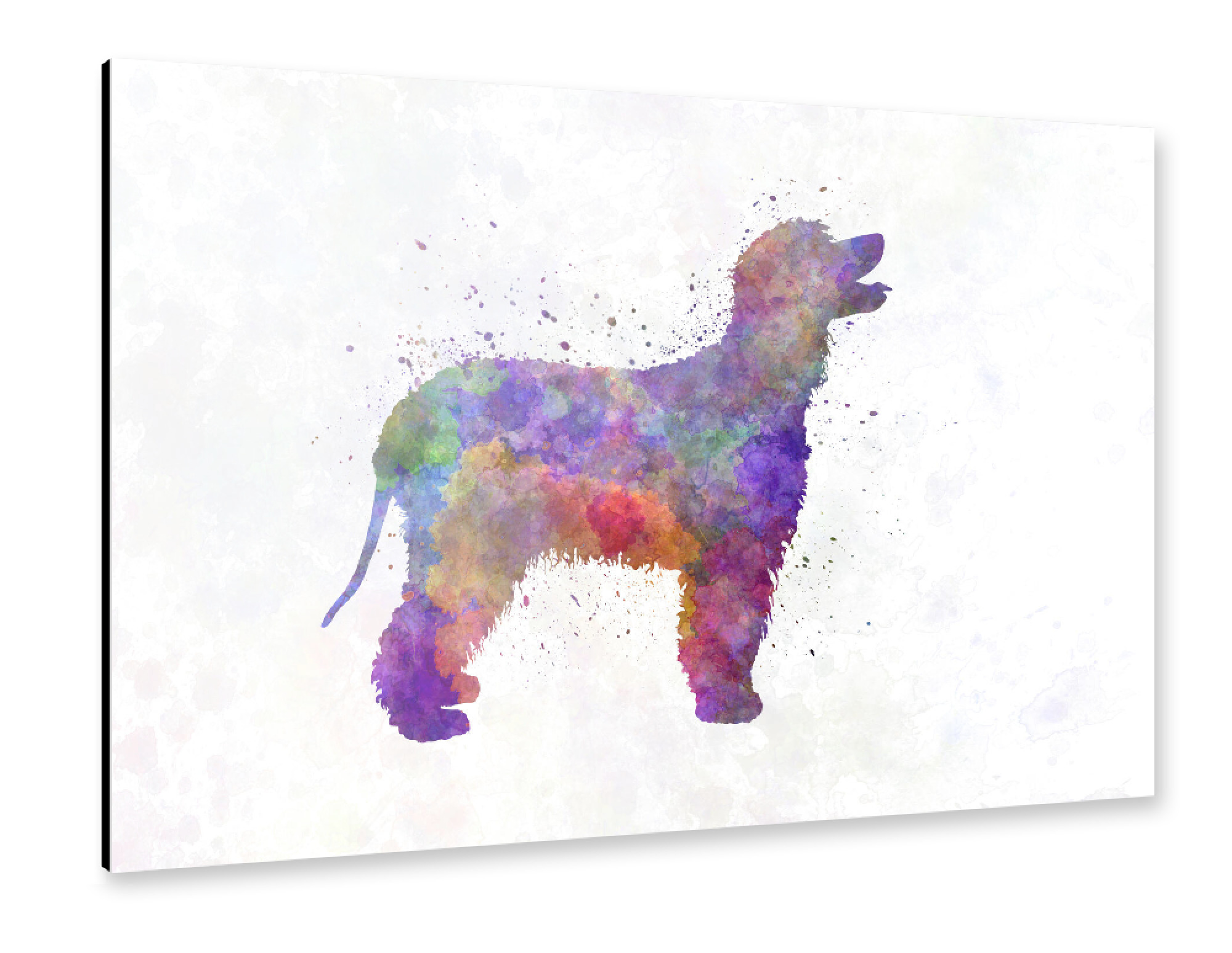 Alu-Dibond "Irish Water Spaniel in watercolor" 30x20 cm artboxONE