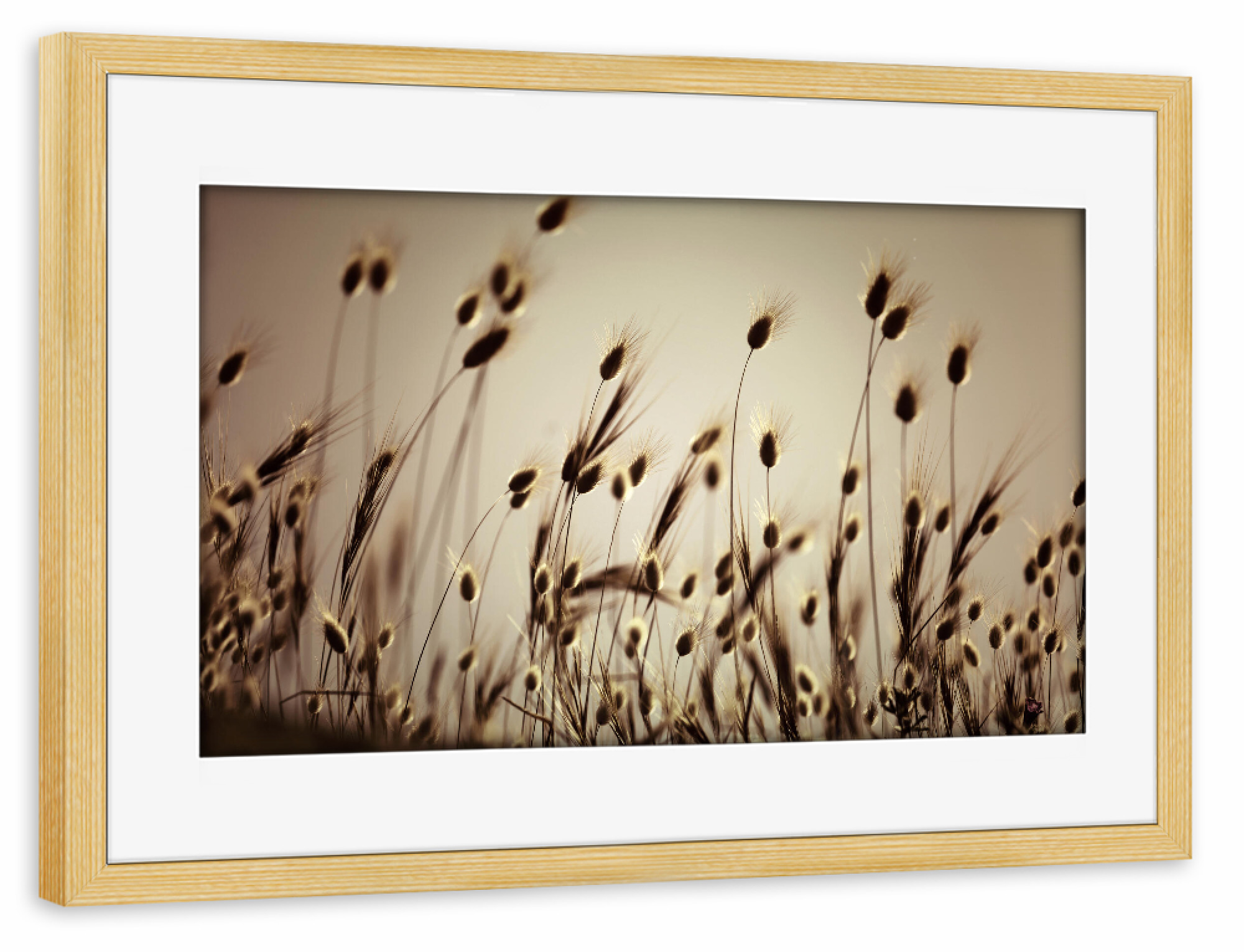 Poster mit Rahmen kiefer "Gras Silhouette Indian Summer" artboxONE - Natur,Floral,Abstrakt
