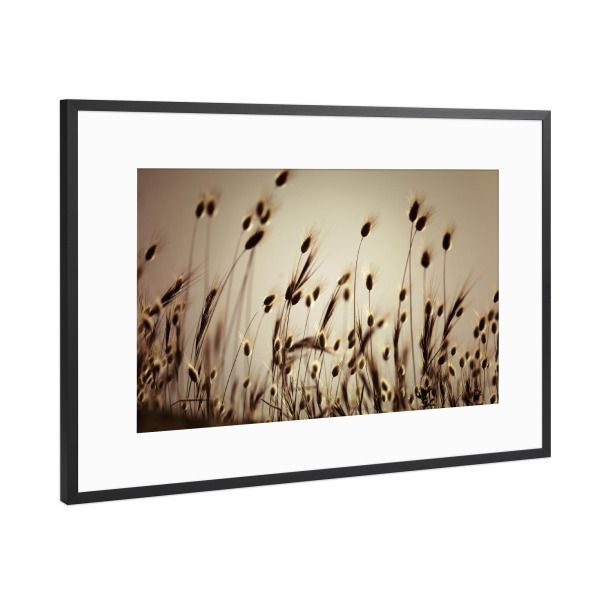 Poster mit Rahmen Schwarz (Metallic) "Gras Silhouette Indian Summer" artboxONE - Natur,Floral,Abstrakt
