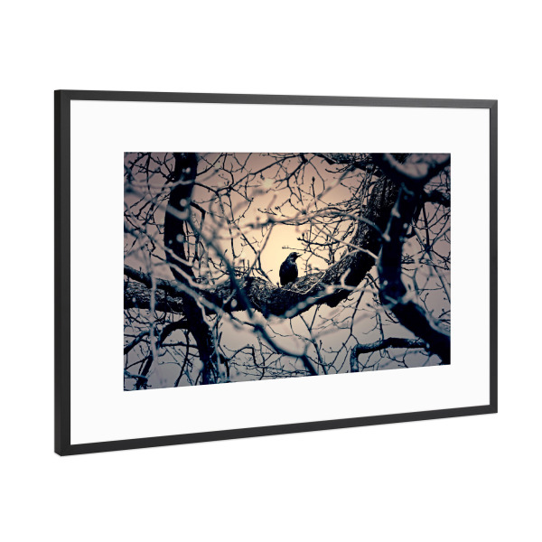 Poster mit Rahmen Schwarz (Metallic) "Schwarze Krähe, Natur Fotografie" artboxONE - Natur,Tiere,Abstrakt,Schwarzweiß