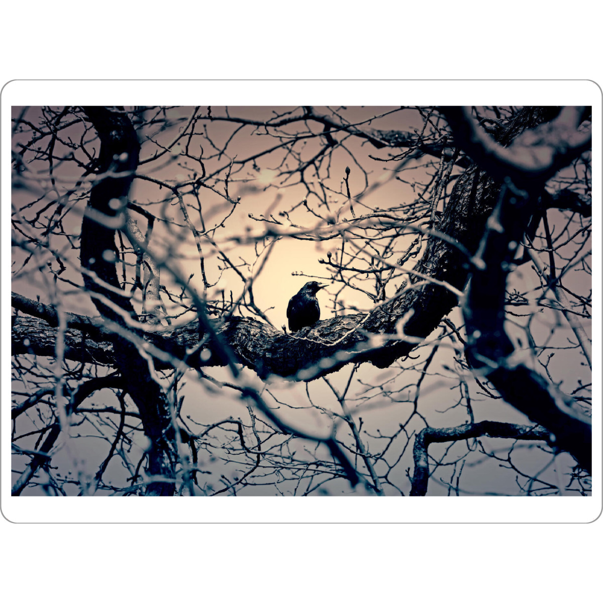 Tischset "Schwarze Krähe, Natur Fotografie" artboxONE - Natur,Tiere,Abstrakt,Schwarzweiß